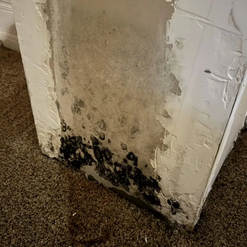 Professional Mold Removal in Sulphur, OK